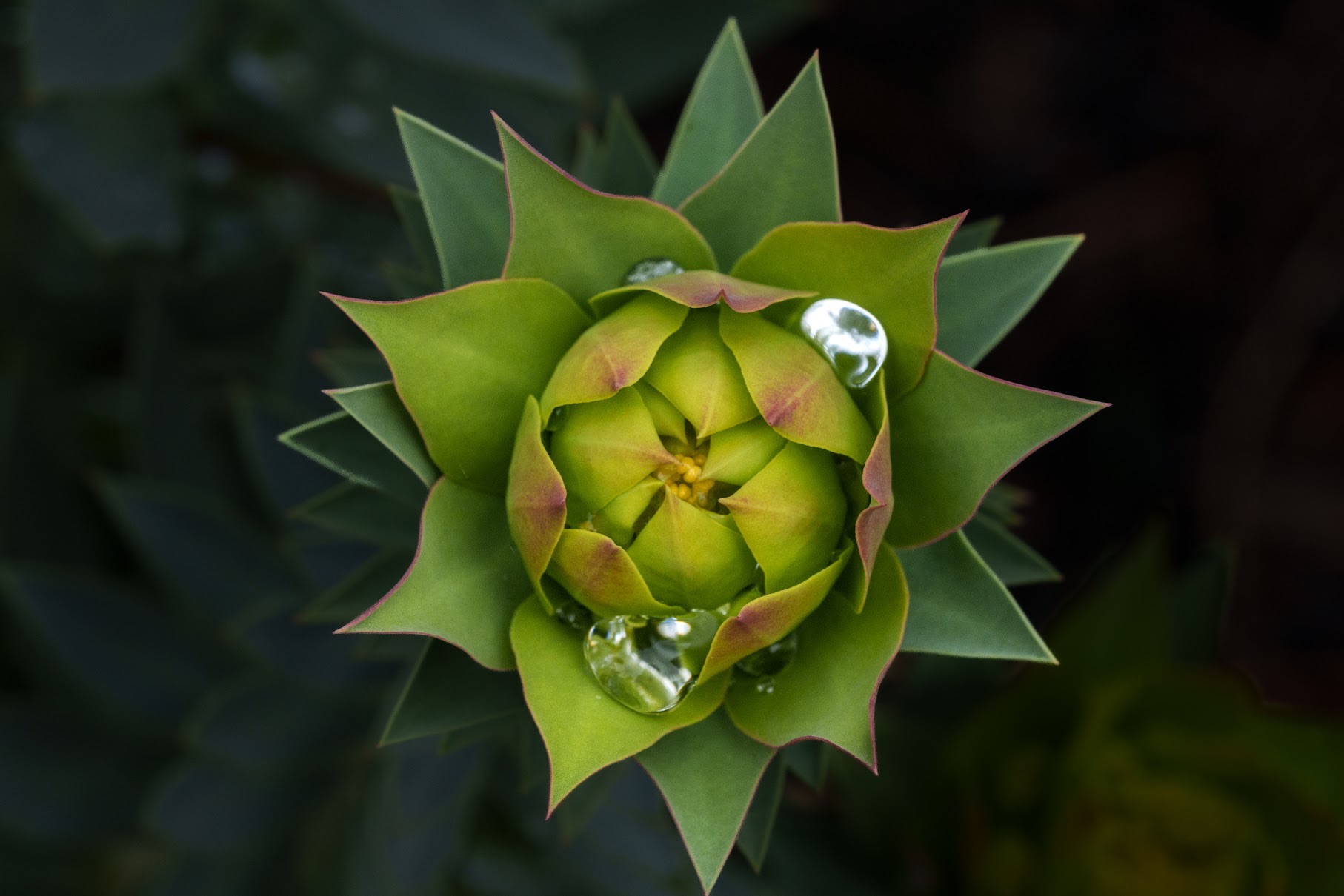 Euphorbia bud from above, geometric star of pointed leaves with dew drops